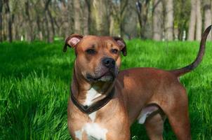 rosso americano staffordshire terrier è nel pieno crescita foto