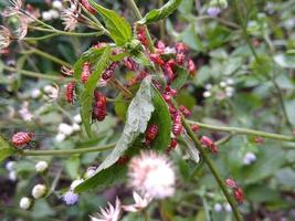 vero coccinella mob foto