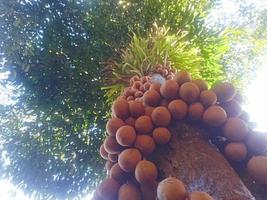 giavanese Mela palazzo frutta foto