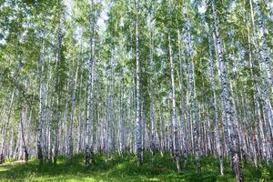 bellissimo betulla foresta nel estate foto