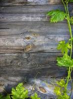 verde vite su grigio di legno sfondo foto