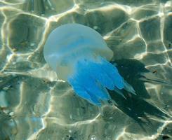 bianca mare Medusa sotto acqua foto