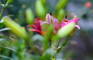 fioritura rosso gigli con verde steli e le foglie nel il giardino foto