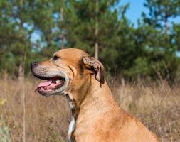 rosso cane di il razza americano fossa Toro foto