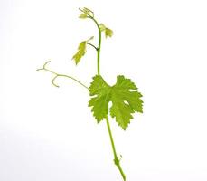 giovane germoglio di uva con verde le foglie su un' bianca sfondo foto