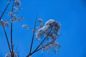 cotinus coggygria o rhus cotinus giovane signora europeo o eurasiatico fumogeno, fumoso albero, fumoso arbusto nel inverno. il pianta è coperto con neve. foto