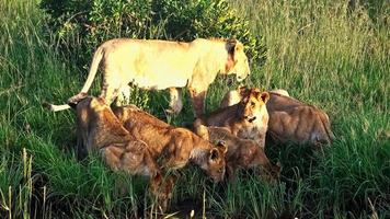 degno di nota selvaggio leoni nel il terre selvagge di Africa nel masai Mara. foto