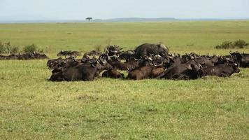 un' mandria di bufalo nel il terre selvagge di Africa. foto