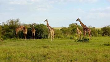 bellissimo giraffa nel il selvaggio natura di Africa. foto