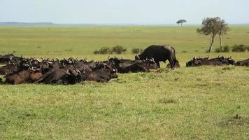 un' mandria di bufalo nel il terre selvagge di Africa. foto