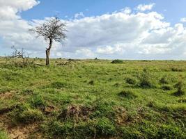 un' solitario albero nel il tipico savana paesaggio nel kenya. foto