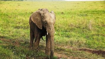 selvaggio elefanti nel il Bushveld di Africa su un' soleggiato giorno. foto