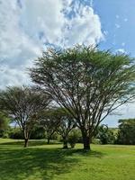 un' solitario albero nel il tipico savana paesaggio nel kenya. foto