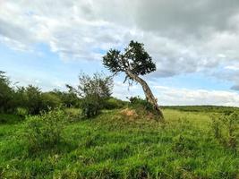 un' solitario albero nel il tipico savana paesaggio nel kenya. foto