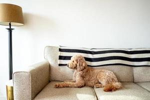 Goldendoodle cane animale domestico foto