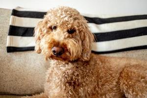 Goldendoodle cane animale domestico foto