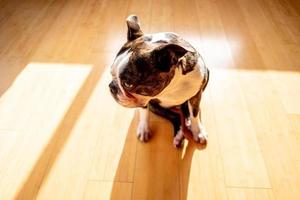 francese bulldog animale domestico foto