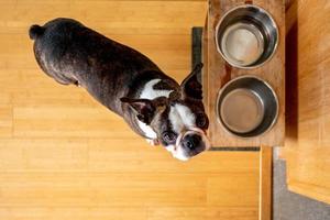 francese bulldog animale domestico foto