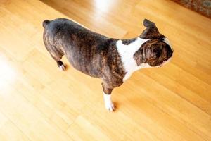 francese bulldog animale domestico foto