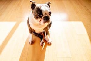 francese bulldog animale domestico foto