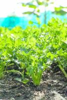 sedano foglia verdura azienda agricola suolo verdura giardino, biologico verdura giardinaggio con fresco verdura sedano foglia piantare , nel il serra giardino eco amichevole giardinaggio natura pianta foto