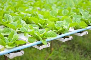 idroponica verdure a partire dal idroponica aziende agricole fresco verde cos lattuga in crescita nel il giardino, idroponica impianti su acqua senza suolo agricoltura biologico Salute cibo natura, clorofilla foglia Ritaglia bio foto