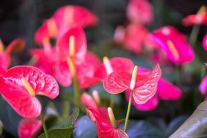 primo piano di fiori di anthurium foto