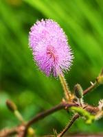 fiore di mimosa pudica foto