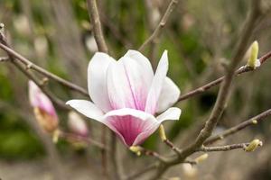 germoglio di rosa magnolia fiore su albero ramo e verde mini cuffie su naturale sfondo all'aperto primavera e fioritura impianti paesaggio giardinaggio foto