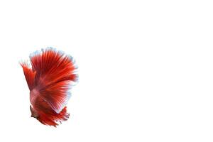 betta splendens su sfondo bianco foto