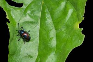 scarabeo blu su una foglia foto