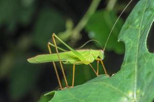 locusta su una foglia foto