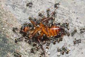formiche che mangiano uno scarafaggio foto
