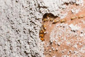 termiti su un registro foto