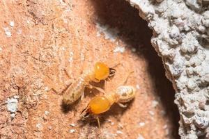 termiti su un registro foto