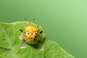 coccinella gialla su una foglia foto