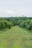 fattoria di mango in thailandia foto