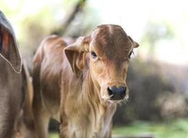 primo piano di una mucca del bambino foto