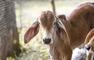vitello con orecchie lunghe foto