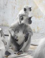 madre e bambino scimmia foto