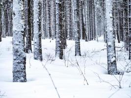 alberi coperti di neve foto