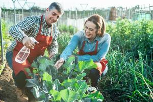sorridente coppia di agricoltori che innaffia una piantagione di broccoli con uno spruzzatore in un campo biologico
