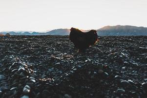 Gallo a piedi su il spiaggia foto