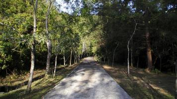 un' calcestruzzo sentiero in il foresta con alberi per il sinistra e Giusto. un' parco, giardino, o foresta. foto