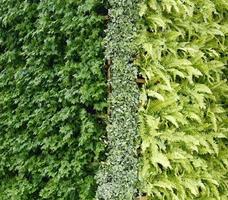 parete verticale della pianta verde foto
