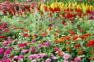 letto di fiori foto