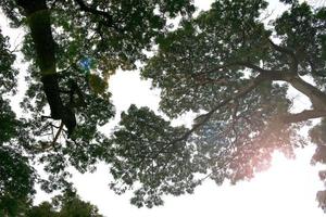 rami spogli di un albero foto