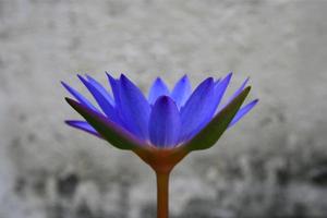 un fiore di loto viola foto