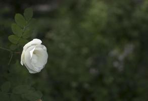 bianca rosaio fiore su un' buio verde sfondo. copia spazio foto