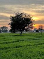 bellissimo rurale paesaggio con bellissimo pendenza sera cielo a tramonto. verde campo e villaggio foto